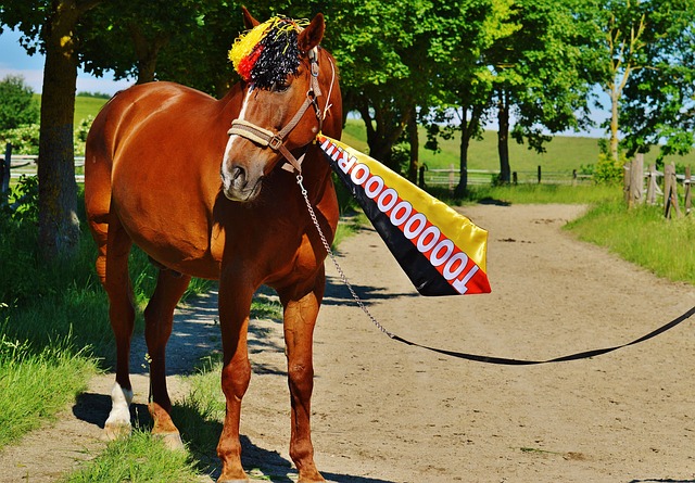 队友信心的 队友信心的