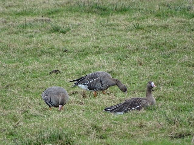作为皇家马 作为皇家马