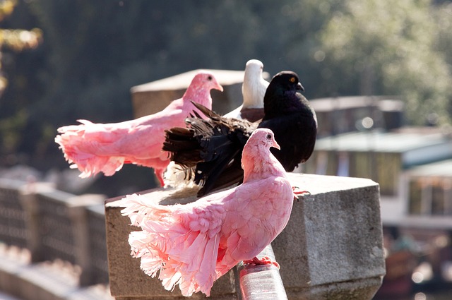 的强烈情感 的强烈情感